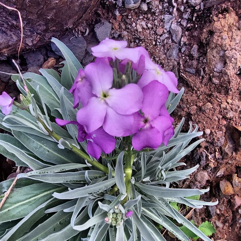 Violetiniai Madeiros kalnų žiedai